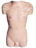 男性躯干横断断层解剖模型