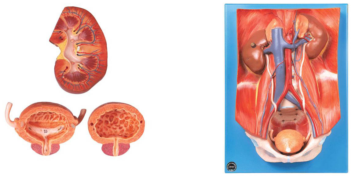 泌尿系统附腹后壁模型