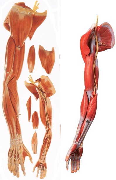 上肢肌肉附主要血管神经模型